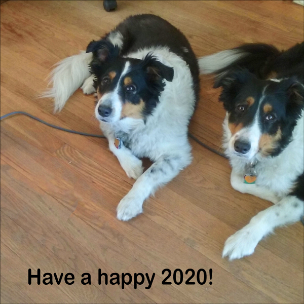 the pups wishing us all a happy new year 2020