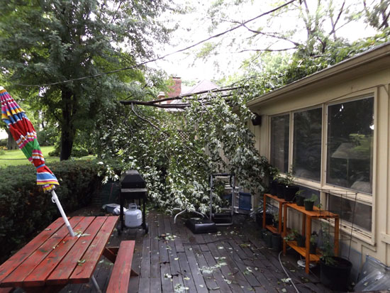 part of a tree that fell on our roof